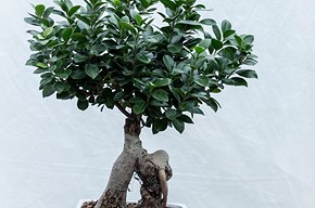 Bonsai Ginseng